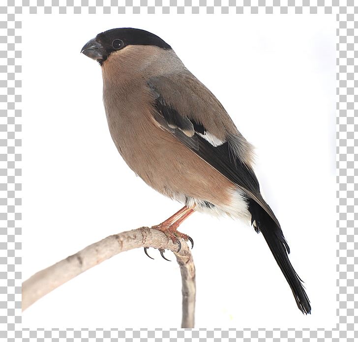 Bird Eurasian Bullfinch American Sparrows Beak Weibchen PNG, Clipart, American Sparrows, Animals, Beak, Bird, Breeding Free PNG Download