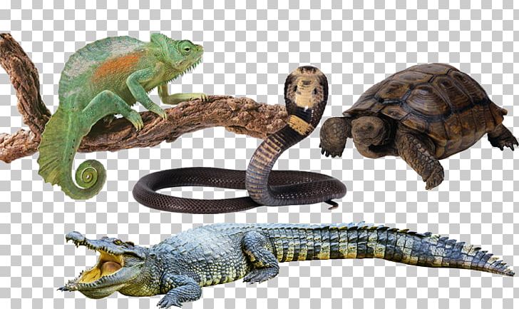 Crocodile Chameleons Lizard Macintosh Laptop PNG, Clipart, Amphibian, Animal, Animals, Cartoon Snake, Chameleon Free PNG Download