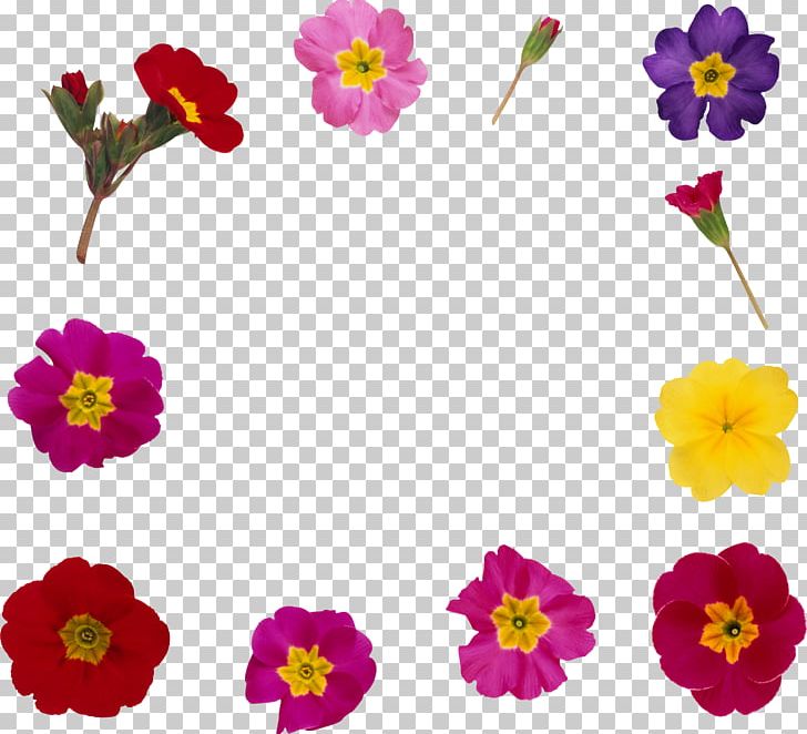 Flower Frames PNG, Clipart, Annual Plant, Blume, Border Frames, Cut Flowers, Flora Free PNG Download