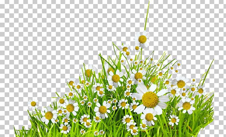 German Chamomile PNG, Clipart, Chamaemelum Nobile, Chamomile, Digital Image, Download, Flower Free PNG Download