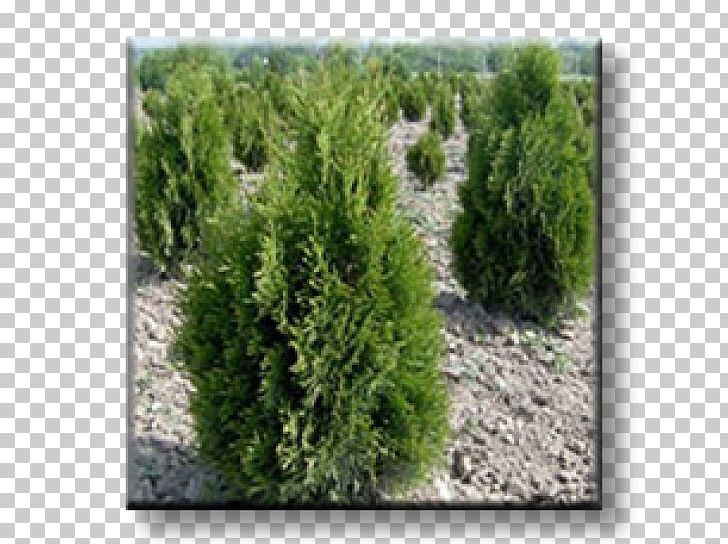 Spruce Juniper Larch Arborvitae Evergreen PNG, Clipart,  Free PNG Download