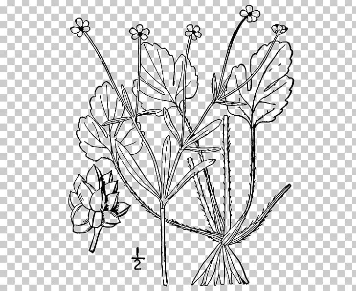 Twig Cut Flowers Floral Design Leaf Plant Stem PNG, Clipart, Black And White, Book, Branch, Buttercup Flower, Coloring Book Free PNG Download