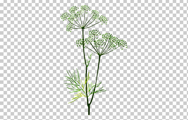 Plant Flower Heracleum (plant) Cow Parsley Parsley Family PNG, Clipart, Anthriscus, Cow Parsley, Flower, Heracleum Plant, Herb Free PNG Download