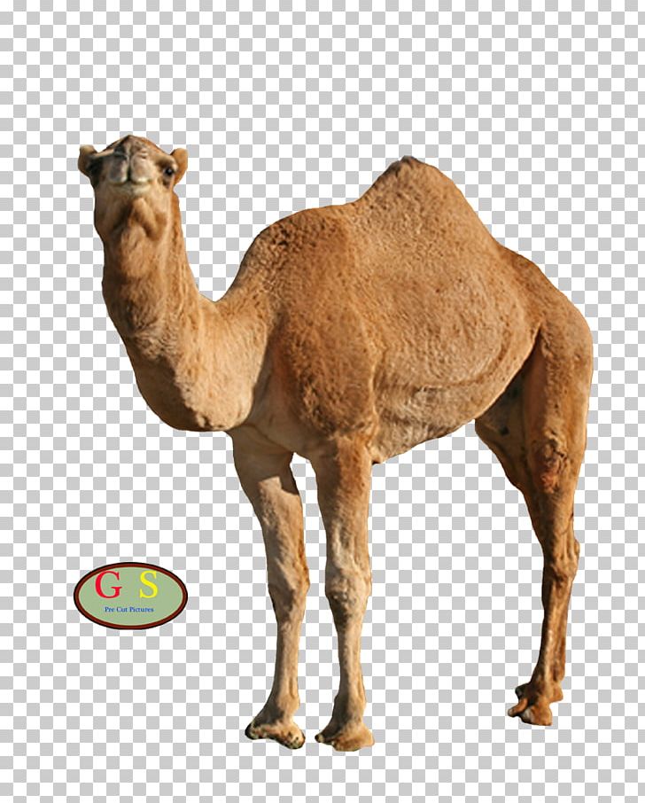 Camel Face At Hump PNG, Clipart, Animals, Animation, Arabian Camel, At Hump, Camel Free PNG Download