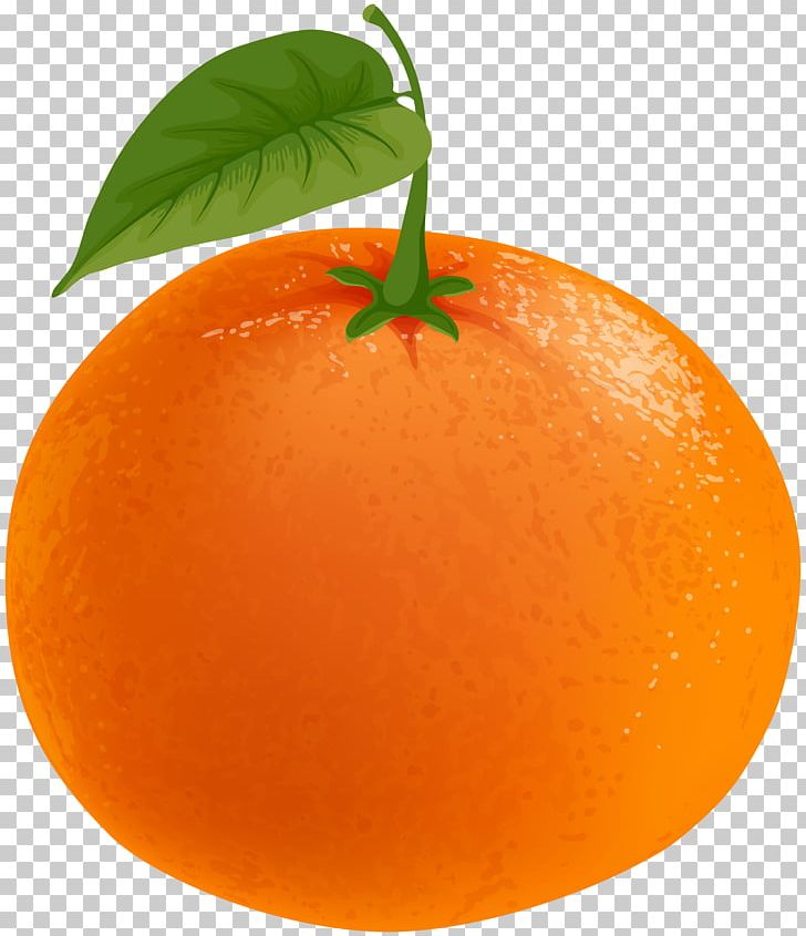 Clementine Tangerine Tangelo Grapefruit Orange PNG, Clipart, Citrus, Clementine, Clip Art, Clipart, Food Free PNG Download