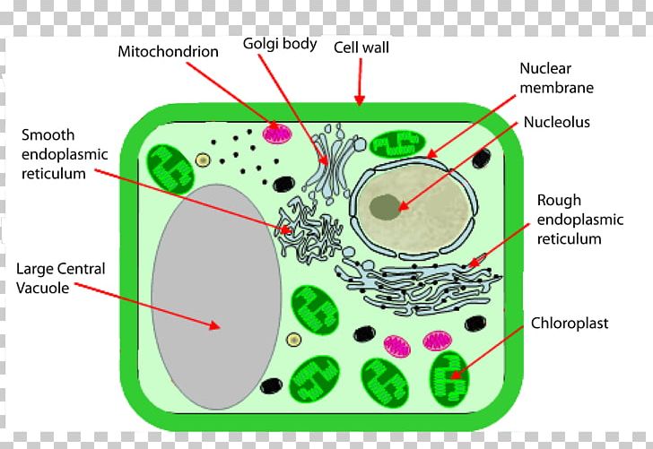 Plant Cell Cell Wall Chloroplast Organelle PNG, Clipart, Angle, Area, Cell, Cell Membrane, Cell Nucleus Free PNG Download