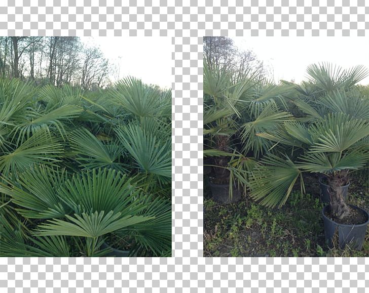Asian Palmyra Palm Landscape Vegetation Saw Palmetto Plant PNG, Clipart, Arecaceae, Arecales, Asian Palmyra Palm, Biome, Borassus Free PNG Download