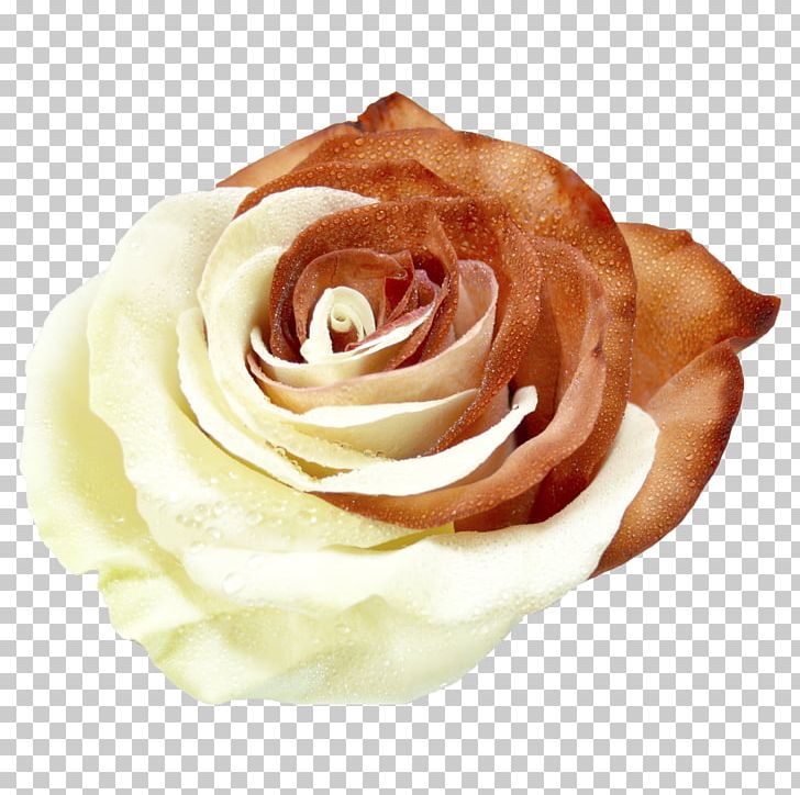 Garden Roses Cabbage Rose Cut Flowers Hand Petal PNG, Clipart, Being, Clover, Cut Flowers, Flower, Garden Roses Free PNG Download