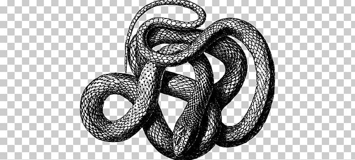 Snake Vipers PNG, Clipart, Animals, Black And White, Black Mamba, Black Rat Snake, Boa Constrictor Free PNG Download