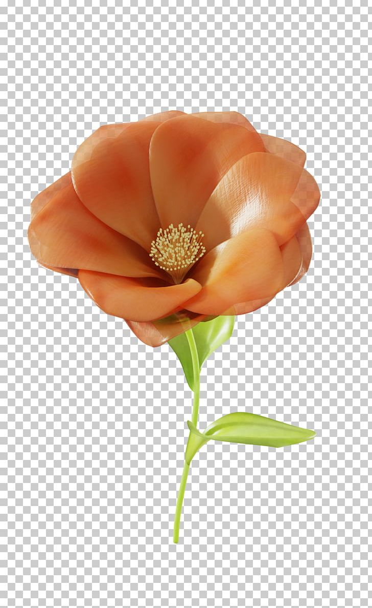 Close-up Cut Flowers PNG, Clipart, Closeup, Cut Flowers, Flower, Orange, Peach Free PNG Download