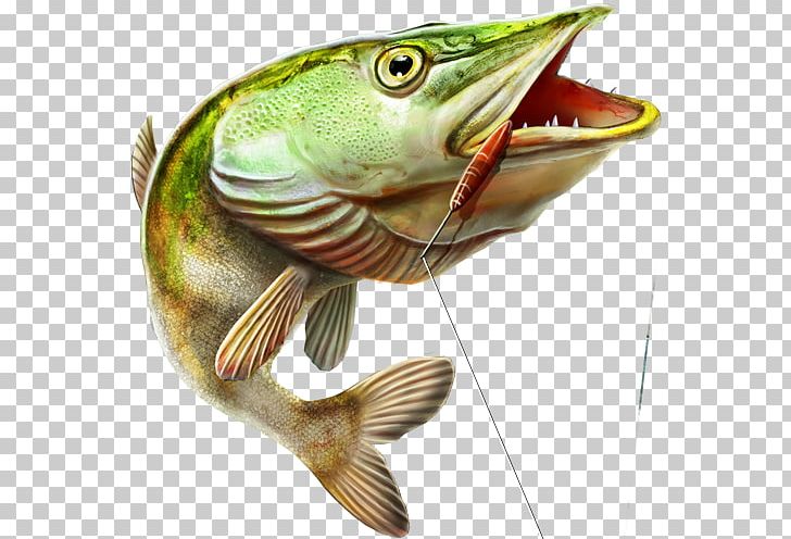 Fishing Fishery Perch Cod PNG, Clipart, Actinopterygii, Bass, Bony Fish, Bony Fishes, Cod Free PNG Download