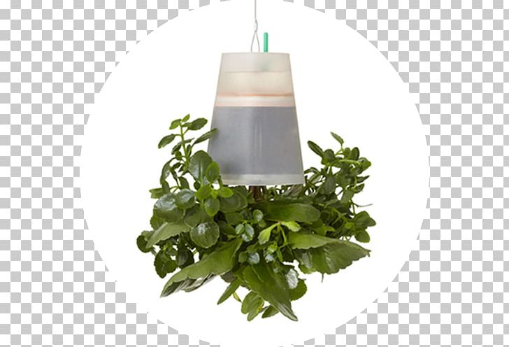 Flowerpot Herb PNG, Clipart, Flowerpot, Herb, Plant, Polygon City Flyer Free PNG Download