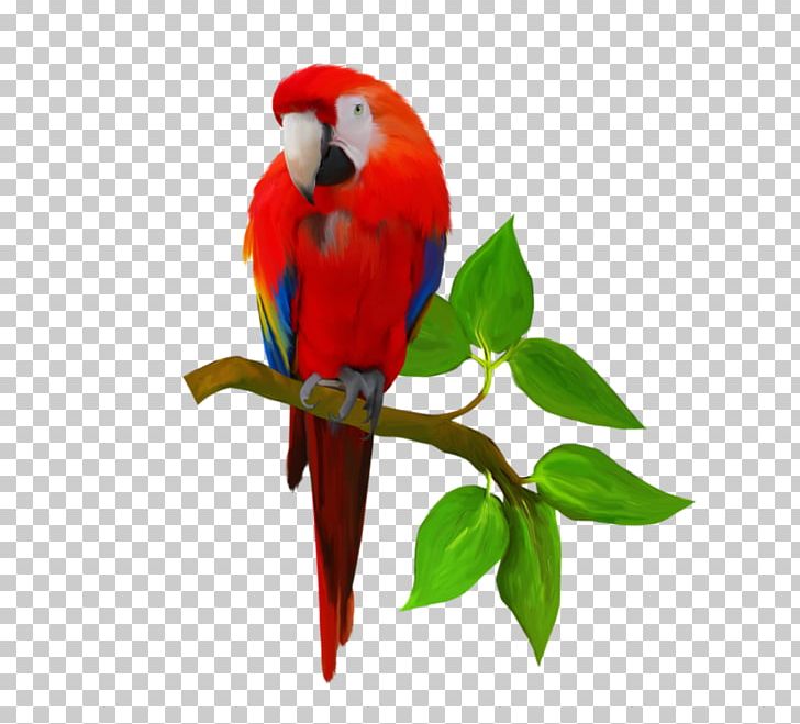 Parrot Macaw Bird Foxtail Millet Taobao PNG, Clipart, Animals, Bird, Birds, Common Pet Parakeet, Feather Free PNG Download