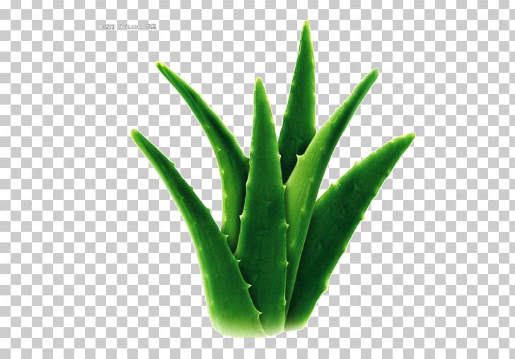 Aloe Vera Candelabra Aloe Cape Aloe Detoxification Asphodelaceae PNG, Clipart, Aloe, Aloe Vera, Alternative Health Services, Asphodelaceae, Blood Free PNG Download