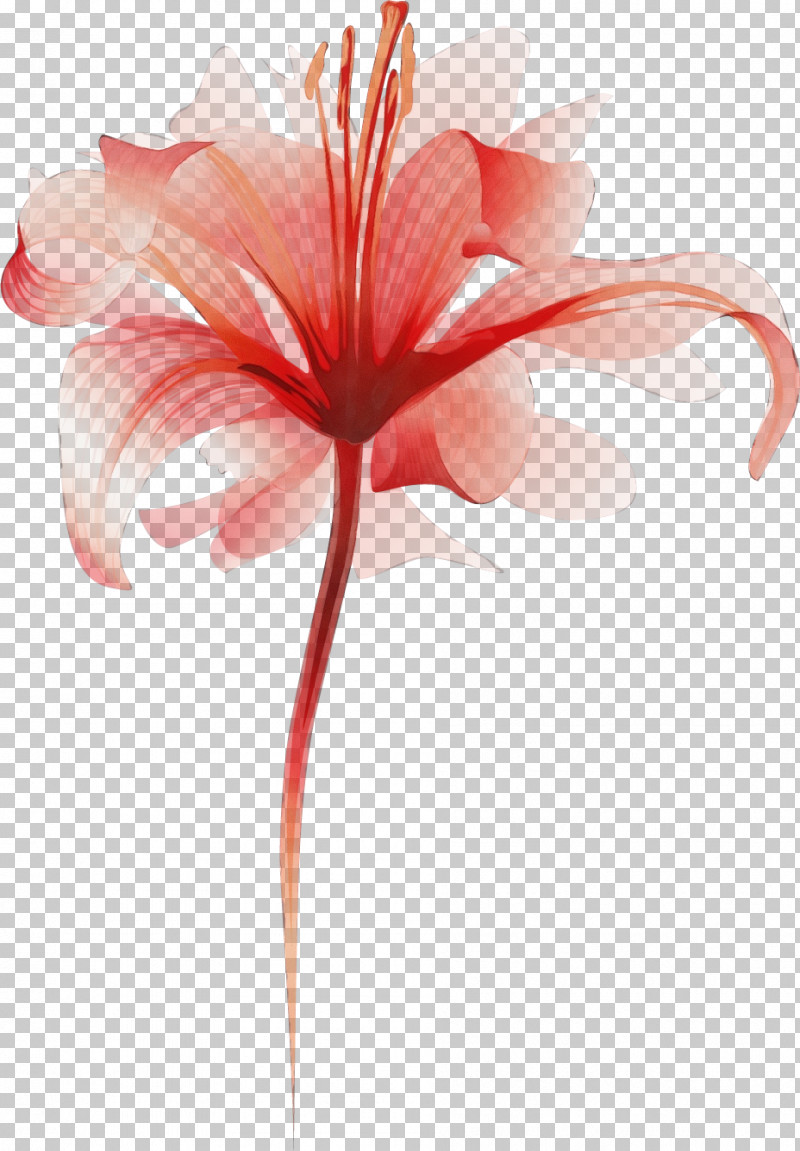Amaryllis Plant Stem Cut Flowers Petal Pink M PNG, Clipart, Amaryllis, Biology, Closeup, Cut Flowers, Flower Free PNG Download