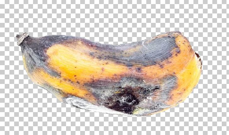 Banana Stock Photography Auglis PNG, Clipart, Auglis, Banana, Banana Chips, Banana Leaf, Banana Leaves Free PNG Download