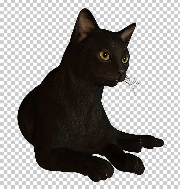 Black Cat Bombay Cat Havana Brown Korat Domestic Short-haired Cat PNG, Clipart, Asian, Black, Black Cat, Bombay, Bombay Cat Free PNG Download
