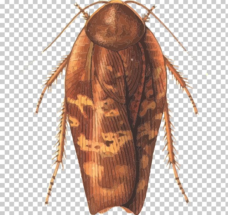 Cockroach Insect Rhabdoblatta Terranea Phasmids PNG, Clipart, Animals, Arthropod, Blattidae, Cockroach, Engineering Free PNG Download