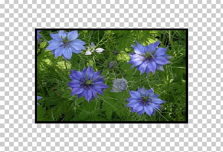Crane's-bill Groundcover Annual Plant Anemone Lawn PNG, Clipart, Anemone, Annual Plant, Groundcover, Lawn, Others Free PNG Download