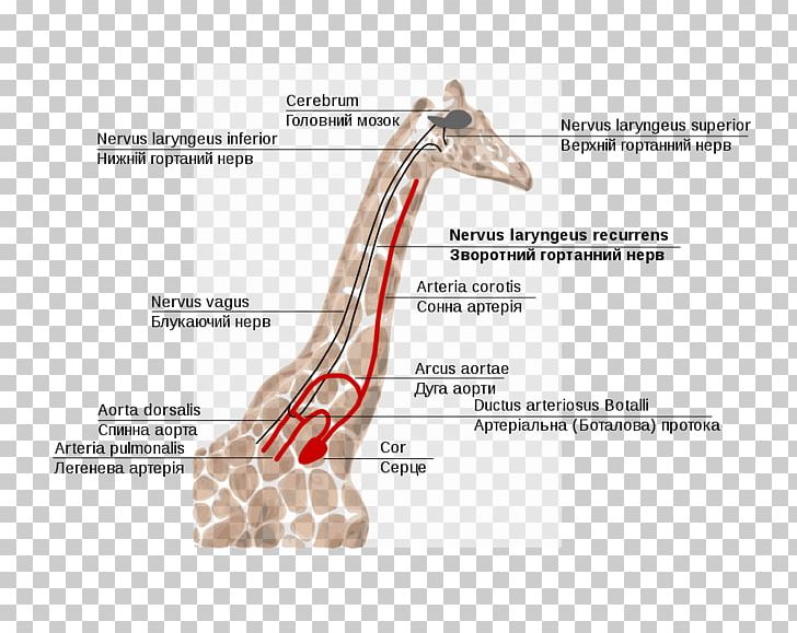 Giraffe Recurrent Laryngeal Nerve Superior Laryngeal Nerve Larynx PNG, Clipart, Animals, Aorta, Argument From Poor Design, Arm, Brain Free PNG Download