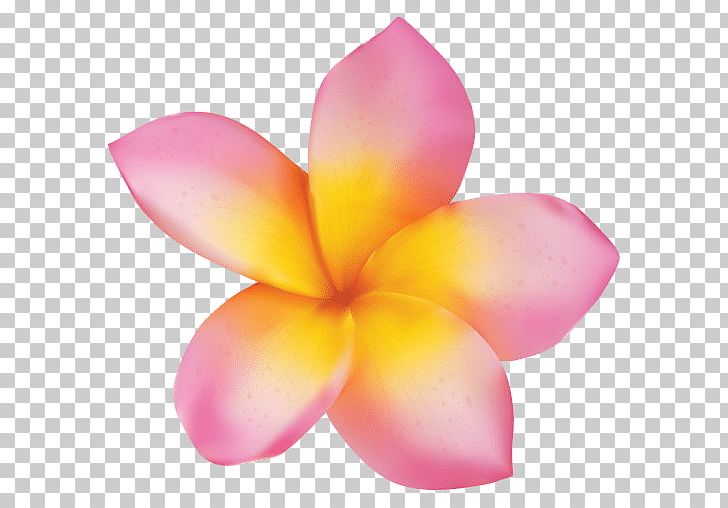 Plumeria Rubra Flower Stock Photography PNG, Clipart, Color, Flower, Frangipani, Green, Jasminum Grandiflorum Free PNG Download