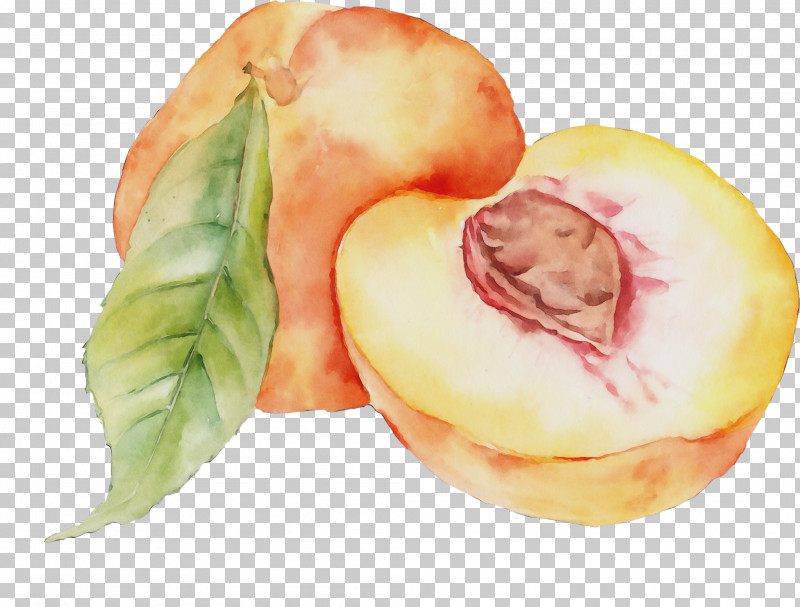 Peach Food Plant Fruit Watercolor Paint PNG, Clipart, Food, Fruit, Paint, Peach, Plant Free PNG Download