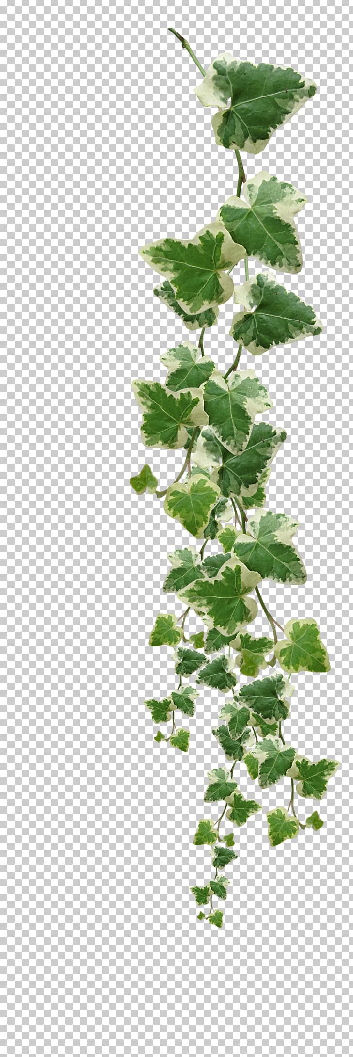 Common Ivy Vine Muscadine Grape Plant PNG, Clipart, Branch, Common Ivy, Fatshedera Lizei, Flowerpot, Herb Free PNG Download