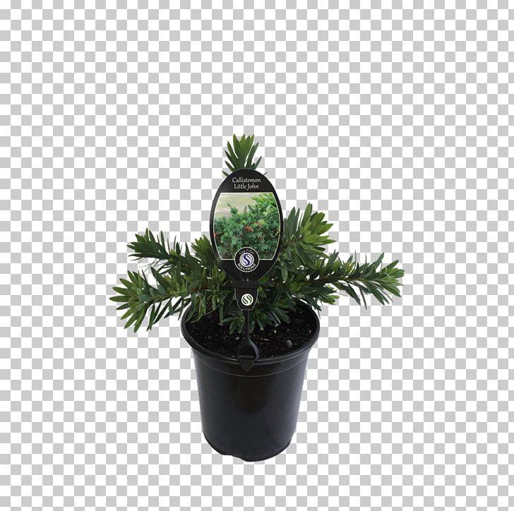 Houseplant Flowerpot Tree Shrub PNG, Clipart, Flowerpot, Houseplant, Nature, Plant, Shrub Free PNG Download