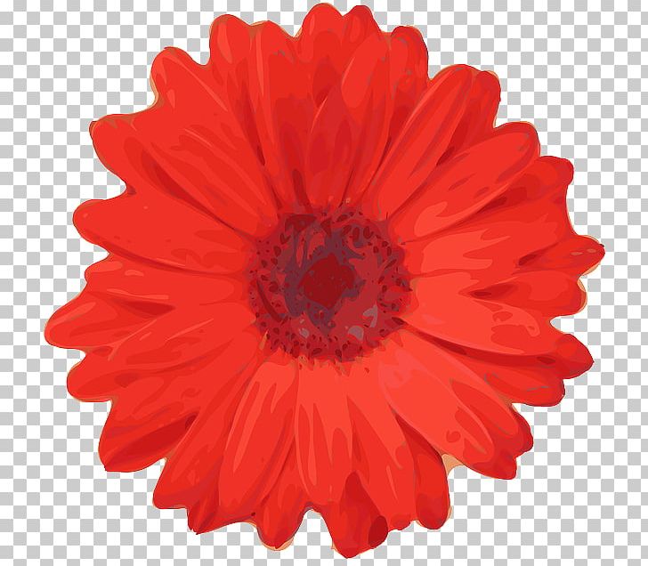 Flower Red Poppy PNG, Clipart, Art, Chrysanths, Cut Flowers, Dahlia, Daisy Family Free PNG Download