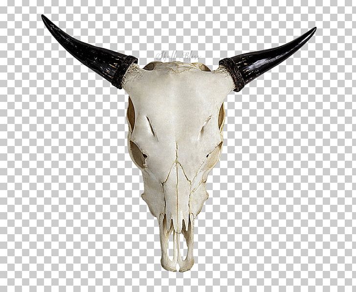 Highland Cattle Skull Horn Bull Goat PNG, Clipart, Bliss, Bone, Bull, Carve, Cattle Free PNG Download