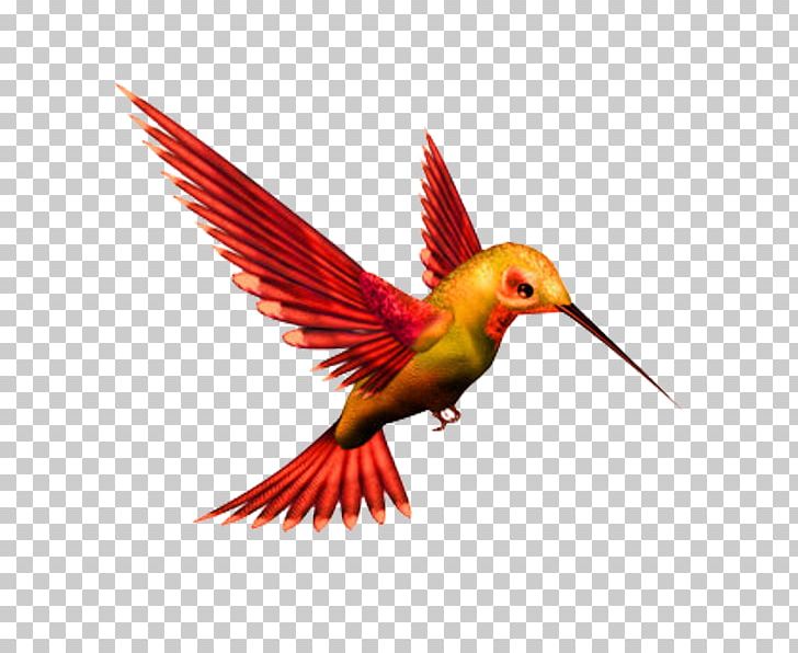 Hummingbird Kingfisher PNG, Clipart, Algorithm, Animals, Beak, Belted Kingfisher, Bird Free PNG Download