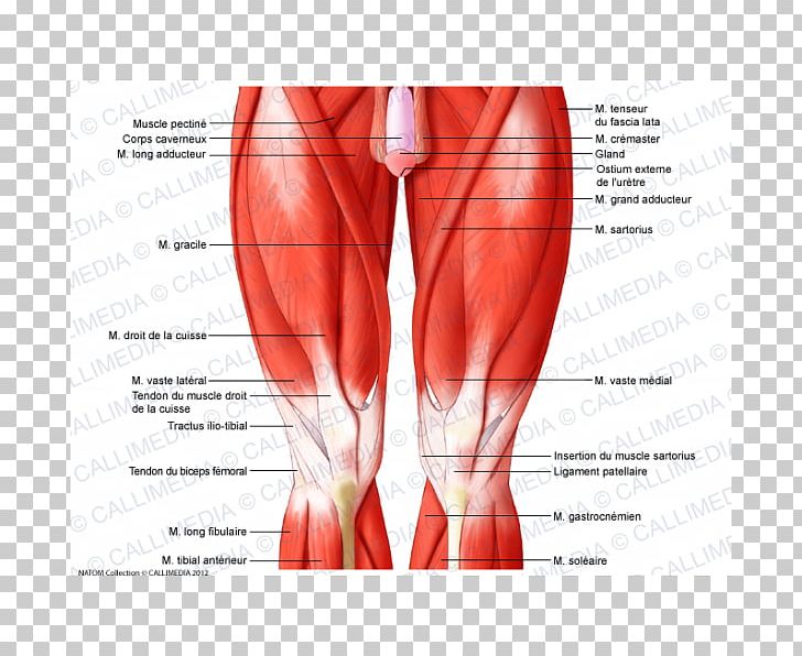 Anatomy Of Leg Muscle - Anatomy Diagram Book
