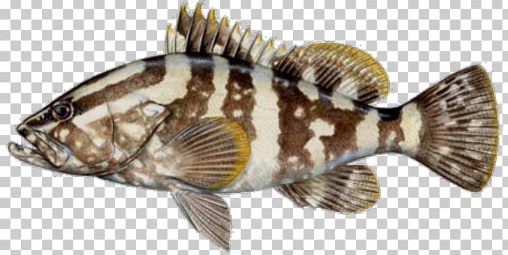 Nassau Grouper Fish Black Grouper Yellowfin Grouper Tilapia PNG, Clipart, Animals, Black Grouper, Coral Reef, Coral Reef Fish, Epinephelus Free PNG Download