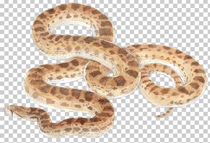 Rattlesnake Bullsnake Reptile Vipers PNG, Clipart, Animals, Art, Boa ...