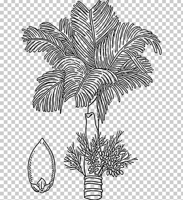 Areca Palm Areca Nut Arecaceae Drawing PNG, Clipart, Areca, Arecaceae, Areca Nut, Areca Palm, Betel Free PNG Download