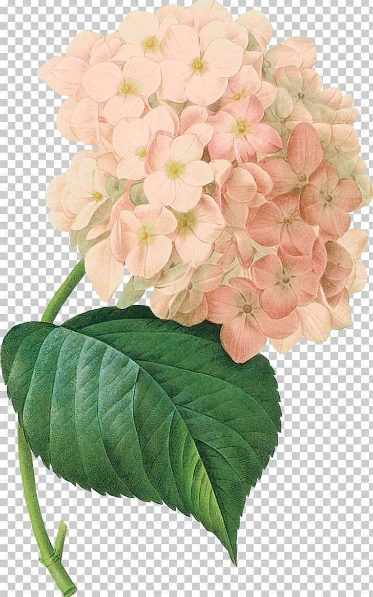 French Hydrangea Botanical Illustration Art Botany PNG, Clipart, Canvas, Cornales, Flower, French Hydrangea, Hydrangea Free PNG Download