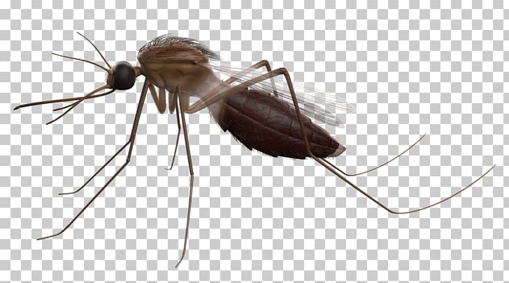Mosquito Insect K2 Anthony McPartlin PNG, Clipart, Ant, Anthony Mcpartlin, Arthropod, Fly, Insect Free PNG Download