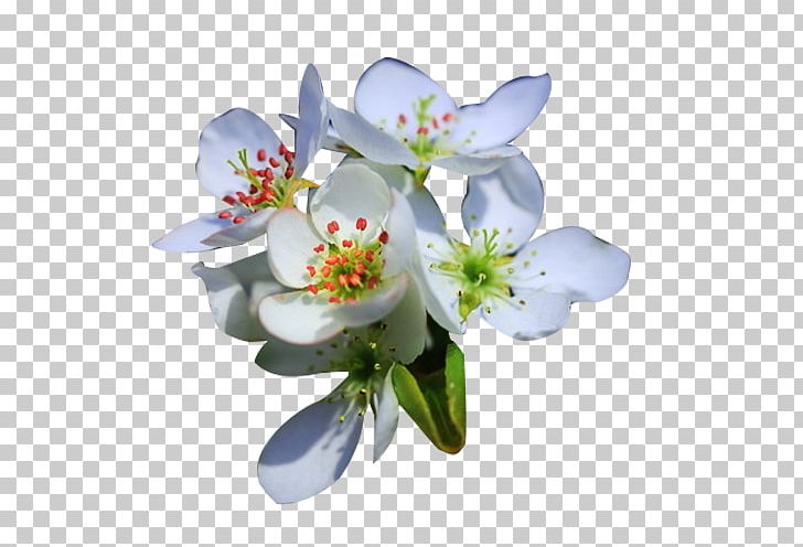 Petal Flower Floral Design Computer File PNG, Clipart, Blossom, Cut Flowers, Designer, Download, Floristry Free PNG Download