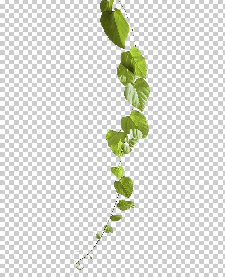 Stock Photography Common Grape Vine PNG, Clipart, Branch, Can Stock Photo, Common Grape Vine, Garden, Garden Design Free PNG Download
