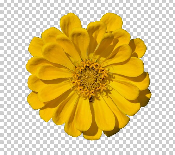 Transvaal Daisy Chrysanthemum Yellow PNG, Clipart, Calendula, Chrysanths, Daisy, Daisy Family, Download Free PNG Download