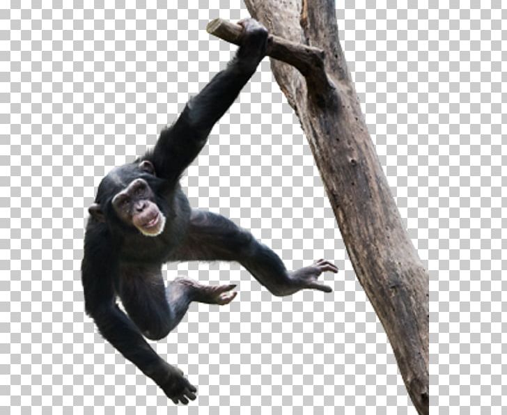 Video Monkey Stock Photography Ape PNG, Clipart, Ape, Chimpanzee, Common Chimpanzee, Fauna, Great Ape Free PNG Download
