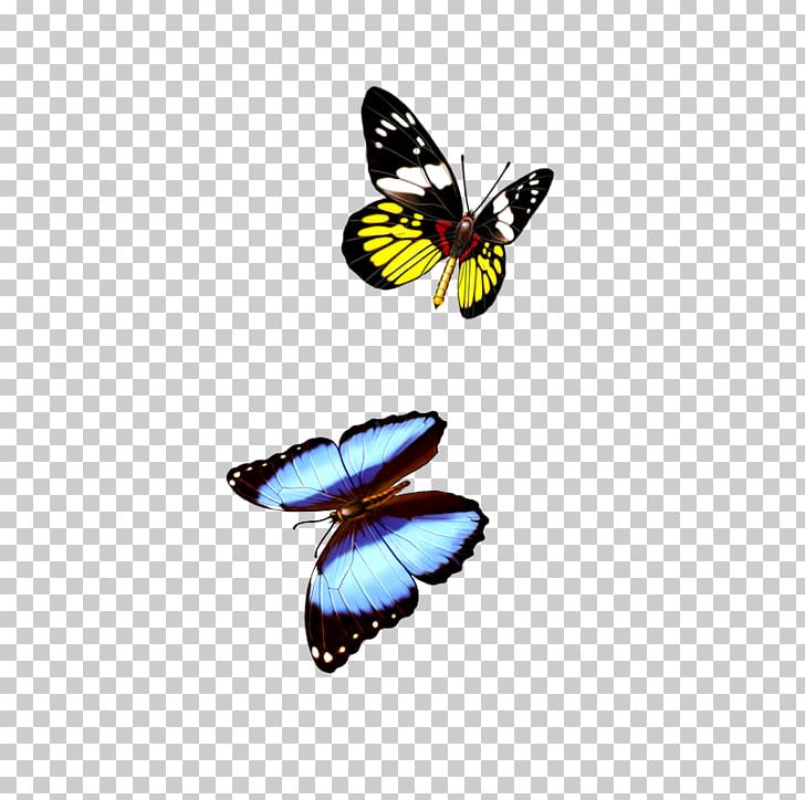 Monarch Butterfly PNG, Clipart, Background Pattern, Brush Footed Butterfly, Butterflies, Butterfly Group, Color Free PNG Download