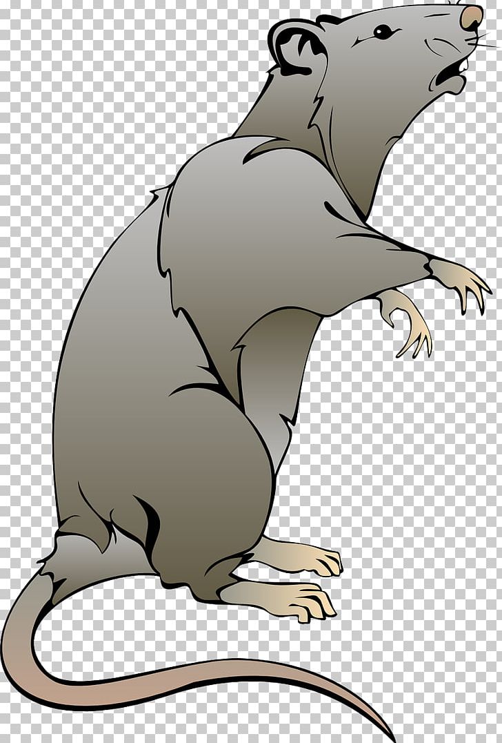 Rat Mouse PNG, Clipart, Animals, Animation, Bear, Beaver, Carnivoran Free PNG Download
