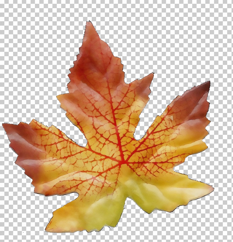 Leaf Maple Leaf / M Science Biology Plant PNG, Clipart, Biology, Leaf, Maple Leaf M, Paint, Plant Free PNG Download
