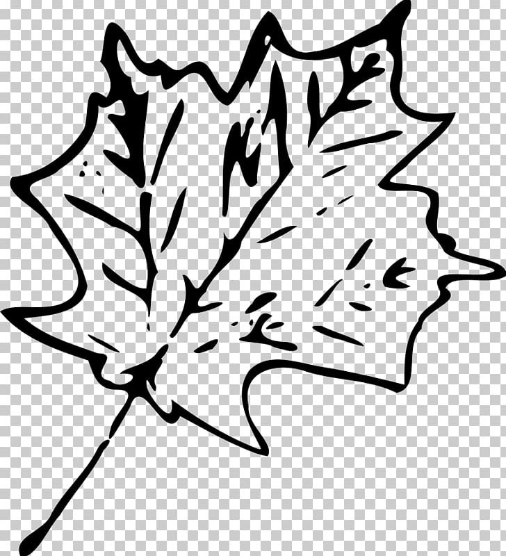Maple Leaf Drawing PNG, Clipart, Artwork, Autumn, Autumn Leaf Color, Black And White, Branch Free PNG Download