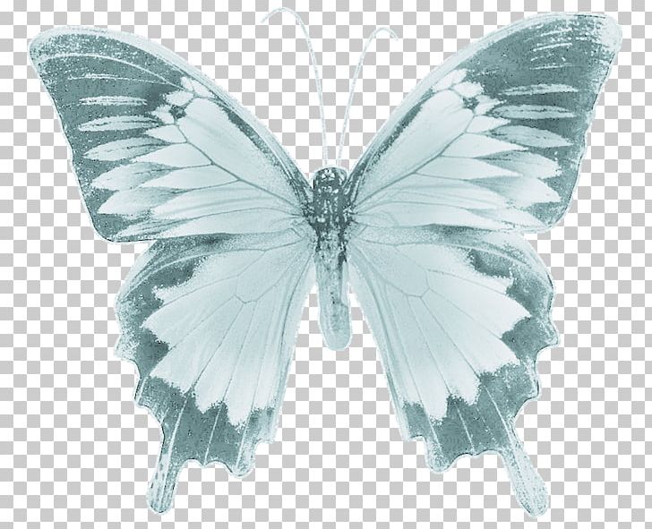 Butterfly Drawing Photography PNG, Clipart, Black And White, Butterfly, Color, Drawing, Fernando Botero Free PNG Download