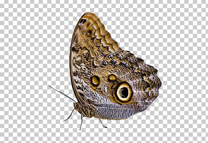 Butterfly Moth PNG, Clipart, 3d Computer Graphics, Arthropod, Brush Footed Butterfly, Butterfly, Computer Icons Free PNG Download
