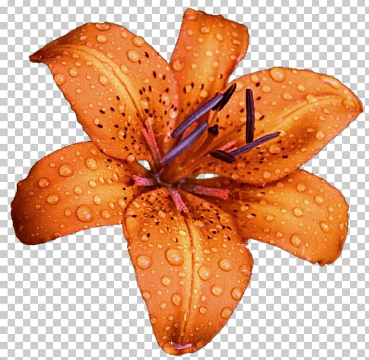 Lilium Bulbiferum Flower Stock Photography PNG, Clipart, Deviantart, Flower, Lilium, Lilium Bulbiferum, Lily Free PNG Download
