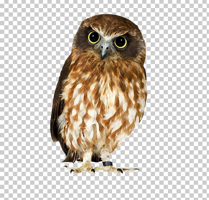Owl Hawk Strix Newarensis Falcon Our Feathered Friends PNG, Clipart, Animals, Barn Owl, Beak, Bird, Bird Of Prey Free PNG Download