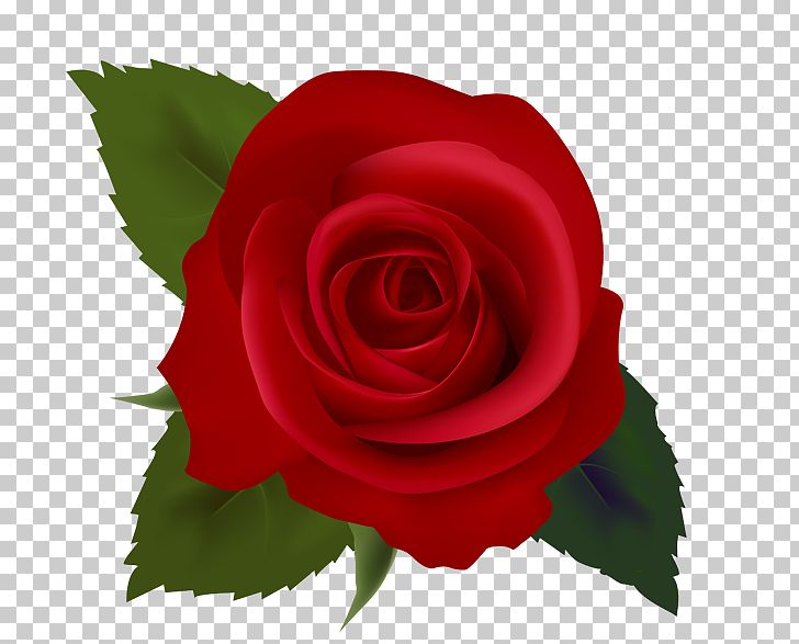 Rose Red PNG, Clipart, Blog, China Rose, Clip Art, Clipart, Cut Flowers Free PNG Download